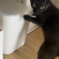 飼い主に呼ばれてふりむく黒猫