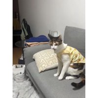 ケンカしている猫たち