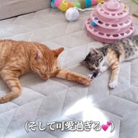 寝ている2匹の猫