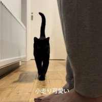 ママさんを追い掛ける黒猫
