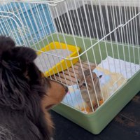 ケージ越しに犬と対面する子猫