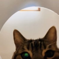 容器の中のおやつを見るアメリカンショートヘア