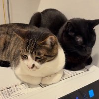 くつろぐ2匹の猫