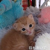 カメラ目線の子猫