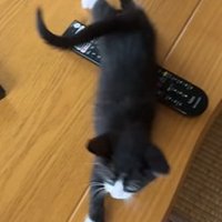 足を伸ばして歩く猫