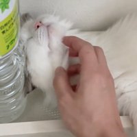 撫でられる猫