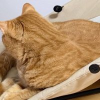 バウンサーに座る猫