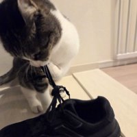 手に靴紐をひっかけて遊ぶ猫のアップ