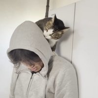 パパの肩の上で頭を舐めるキジ白猫