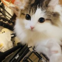 カメラ目線のミヌエット