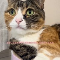ママと目を合わせないマンチカン