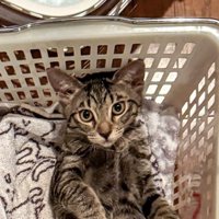 カゴの中から飼い主の顔を見つめるキジトラ猫