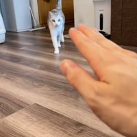 近づいてくる猫