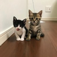 並んで座る子猫