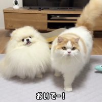 おいでー！