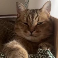 ベッドで寝ている猫