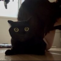 吸われている黒猫