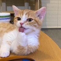 前足をなめる猫