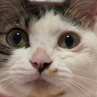 まんまるな猫の瞳