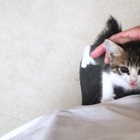 右足で鳴いて