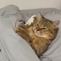 前足を添えた姿(目を細めた顔)