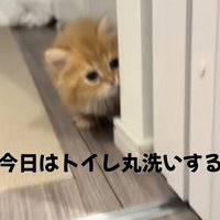 「今日はトイレ丸洗いする日」のテロップ写真