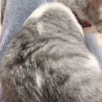 姿勢を整える猫