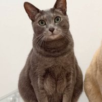 グレーの毛色の猫