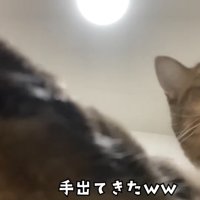 手で隠す猫