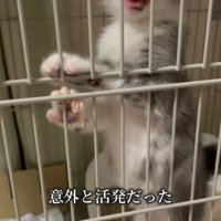 ケージの中で鳴く子猫