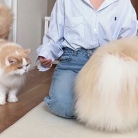 見つめる猫と犬の後ろ姿