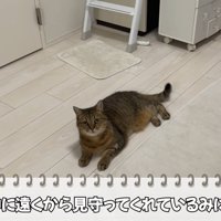 テロップ「料理中に～」