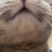 ドアップ