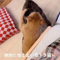 成猫にぶつかる子猫