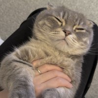 飼い主の膝の上で眠るマンチカン