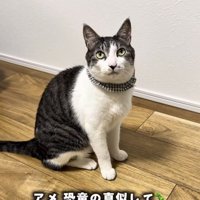フローリングに座るサバ白猫