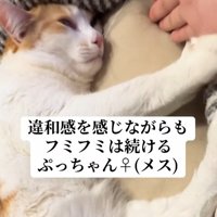 ベッドの中でふみふみしている猫と手のひらをさしだす飼い主