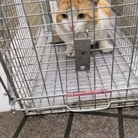 ケージの中の猫