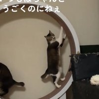 振り向く猫