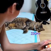 ゲームをしている男の子と寝転がっている猫
