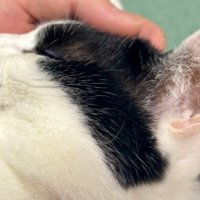 猫の顔のアップ