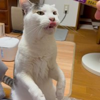 鼻をなめる猫