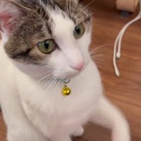 適当にお手をする猫