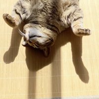 『バンザイ』をしているような形になっているキジトラ猫の影