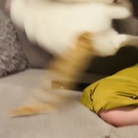 クッションに当たってひっくり返る保護猫