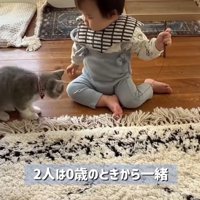 赤ちゃんと一緒に遊ぶ子猫