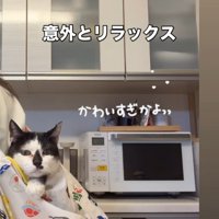 正面をじっと見つめる牛子ちゃん