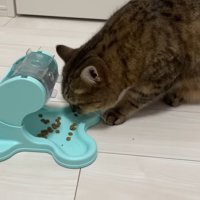ごはんに顔を近づけて