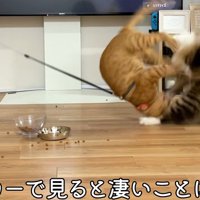 けんかをしている猫