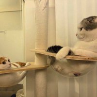キャットタワーのボウルに入って、お互いを見つめる2匹の猫